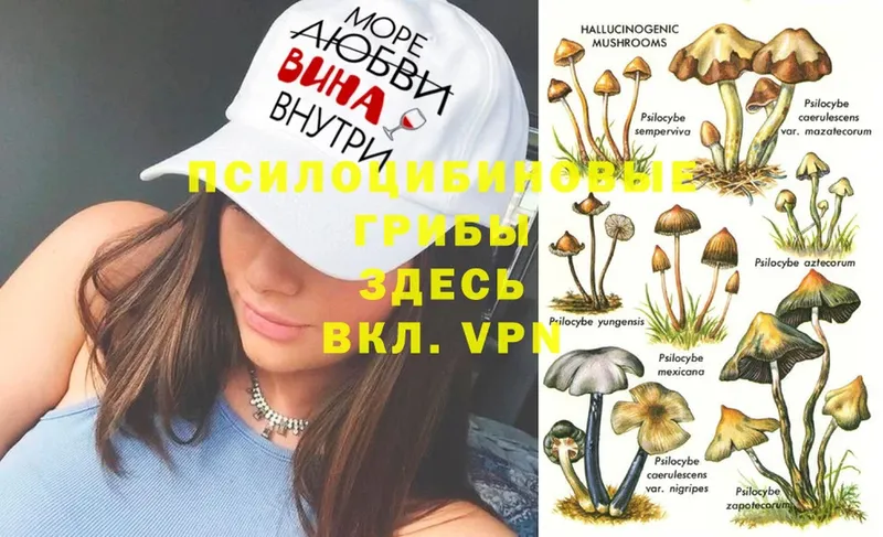 Галлюциногенные грибы Psilocybine cubensis  Казань 